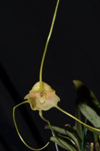 Masdevallia asterotricha