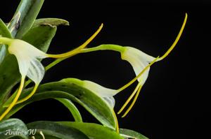 Masdevallia attenuata