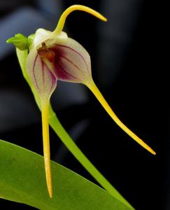 Masdevallia attenuata