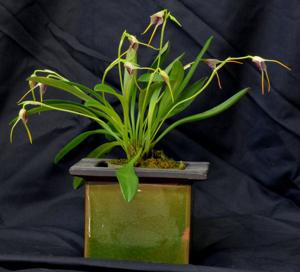 Masdevallia attenuata