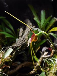 Masdevallia ayabacana