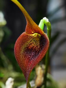 Masdevallia ayabacana