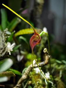 Masdevallia ayabacana