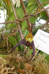 Masdevallia belua