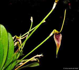 Masdevallia bennettii