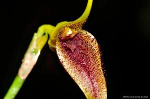 Masdevallia bennettii