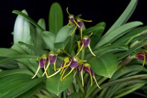 Masdevallia bicolor