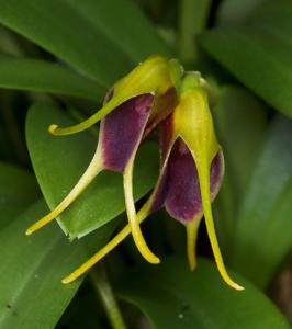 Masdevallia bicolor