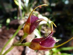 Masdevallia bicolor