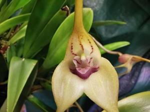 Masdevallia bonplandii