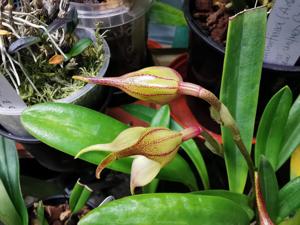 Masdevallia bonplandii
