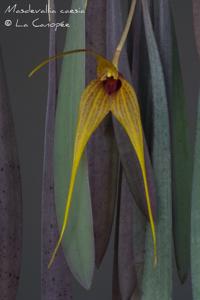 Masdevallia caesia