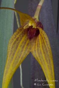 Masdevallia caesia