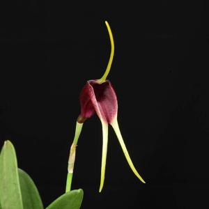 Masdevallia calura