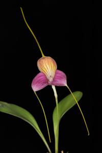 Masdevallia caudata