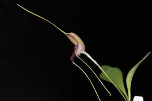 Masdevallia caudata