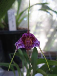 Masdevallia chaparensis