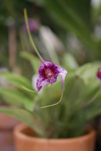 Masdevallia chaparensis