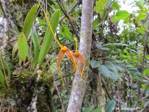 Masdevallia cinnamomea