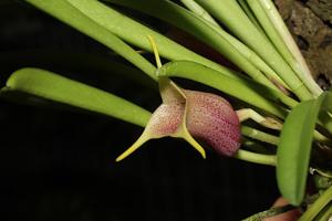 Masdevallia civilis