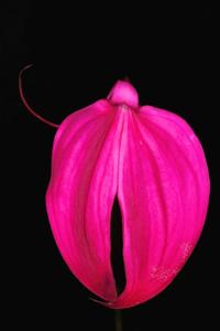 Masdevallia coccinea