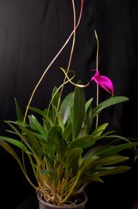 Masdevallia coccinea