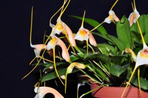 Masdevallia constricta