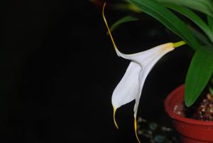 Masdevallia datura