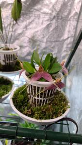 Masdevallia decumana