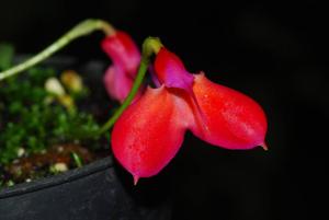 Masdevallia deformis