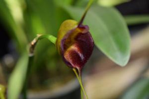 Masdevallia echo