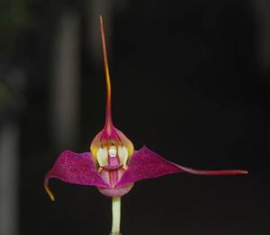 Masdevallia elegans