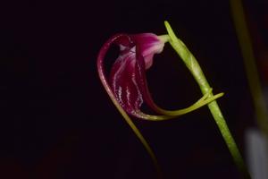 Masdevallia empusa