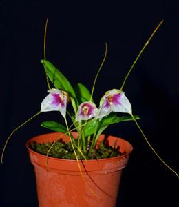 Masdevallia exquisita