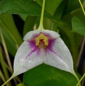 Masdevallia exquisita