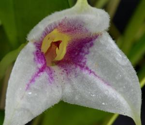 Masdevallia exquisita