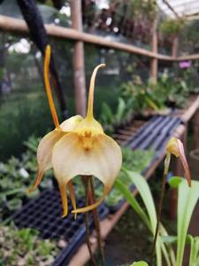 Masdevallia floribunda