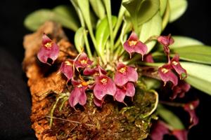 Masdevallia floribunda