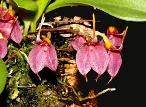 Masdevallia floribunda