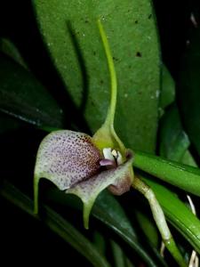 Masdevallia floribunda