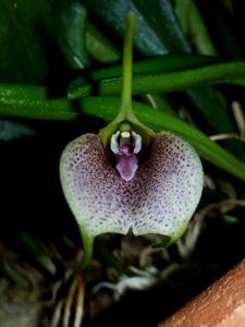 Masdevallia floribunda