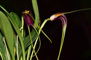 Masdevallia fulvescens