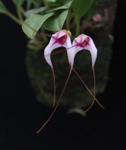 Masdevallia gilbertoi