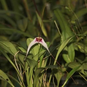 Masdevallia gilbertoi