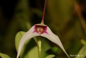 Masdevallia gilbertoi