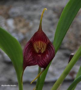 Masdevallia hercules