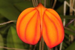 Masdevallia ignea