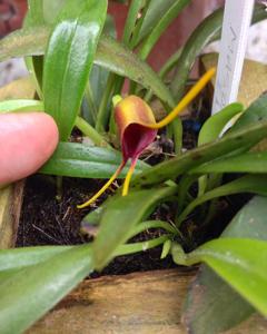 Masdevallia infracta