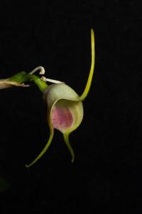 Masdevallia infracta