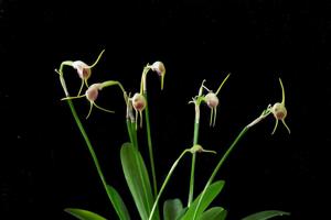 Masdevallia infracta